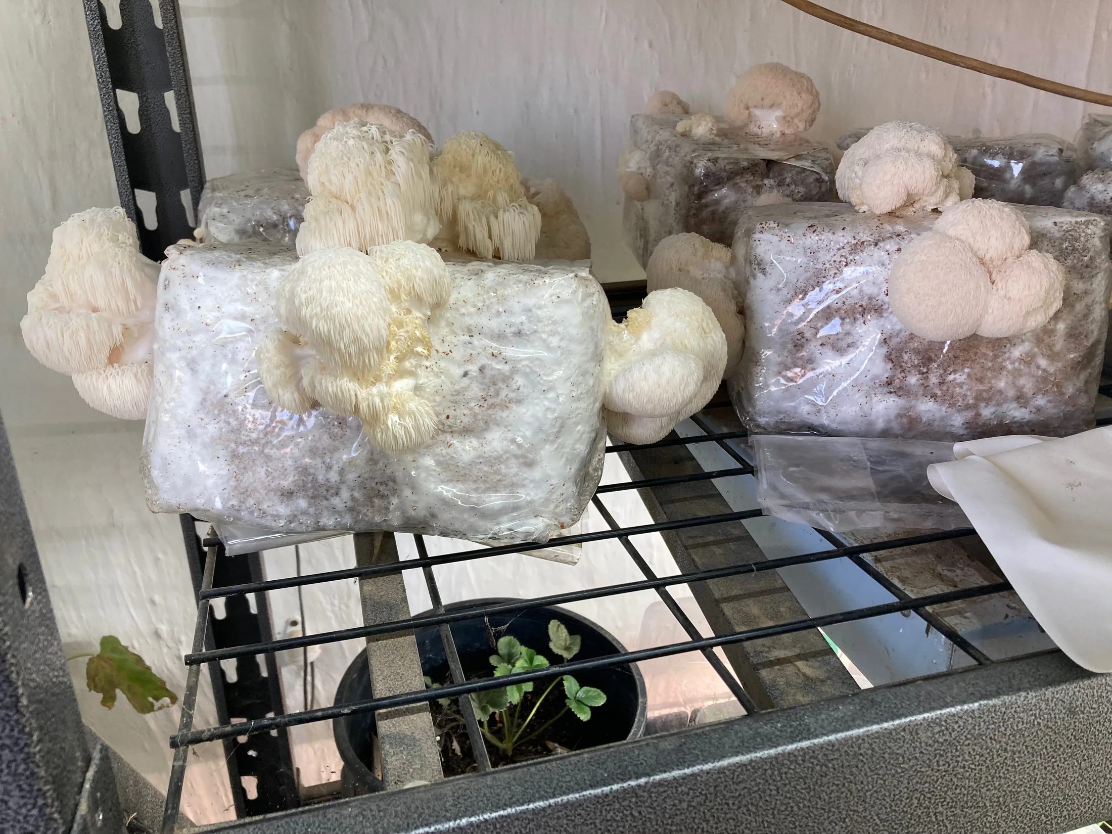 Lion's Mane mushrooms grown by From The Land