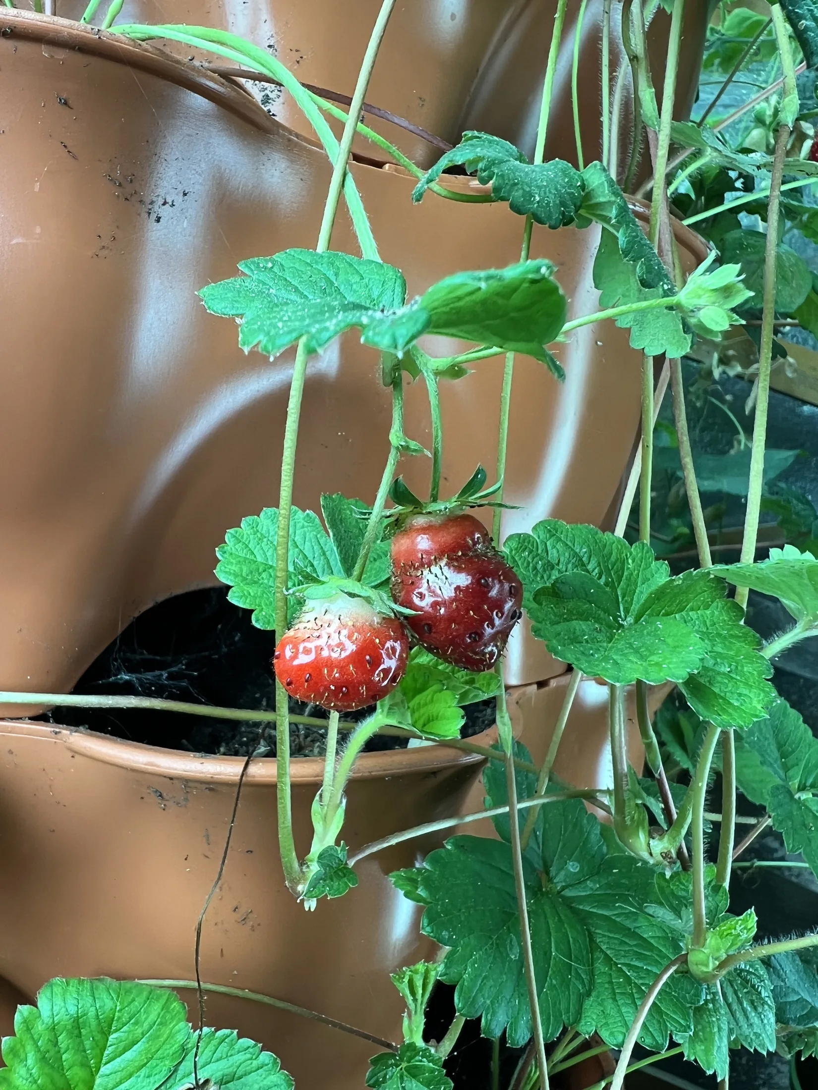 Strawberries grown in a compact system