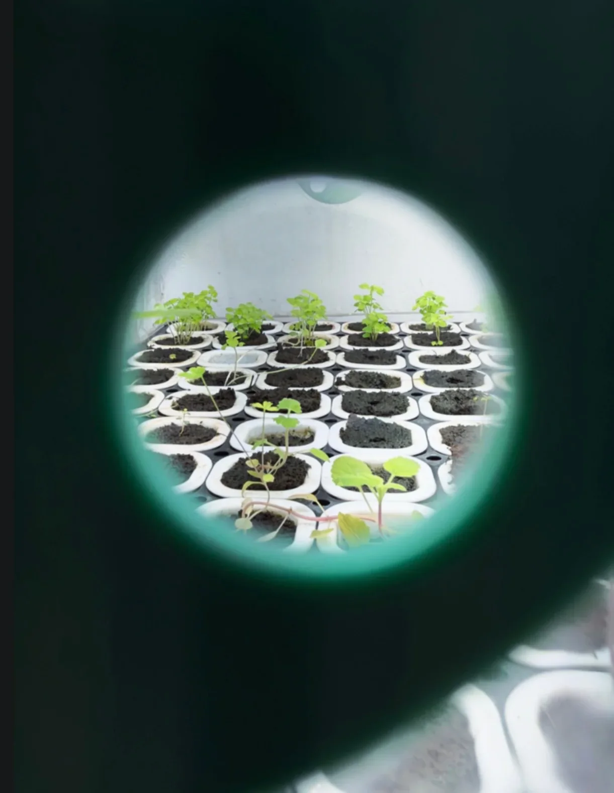 Young vegetable seedlings growing in a tray inside a controlled growing system